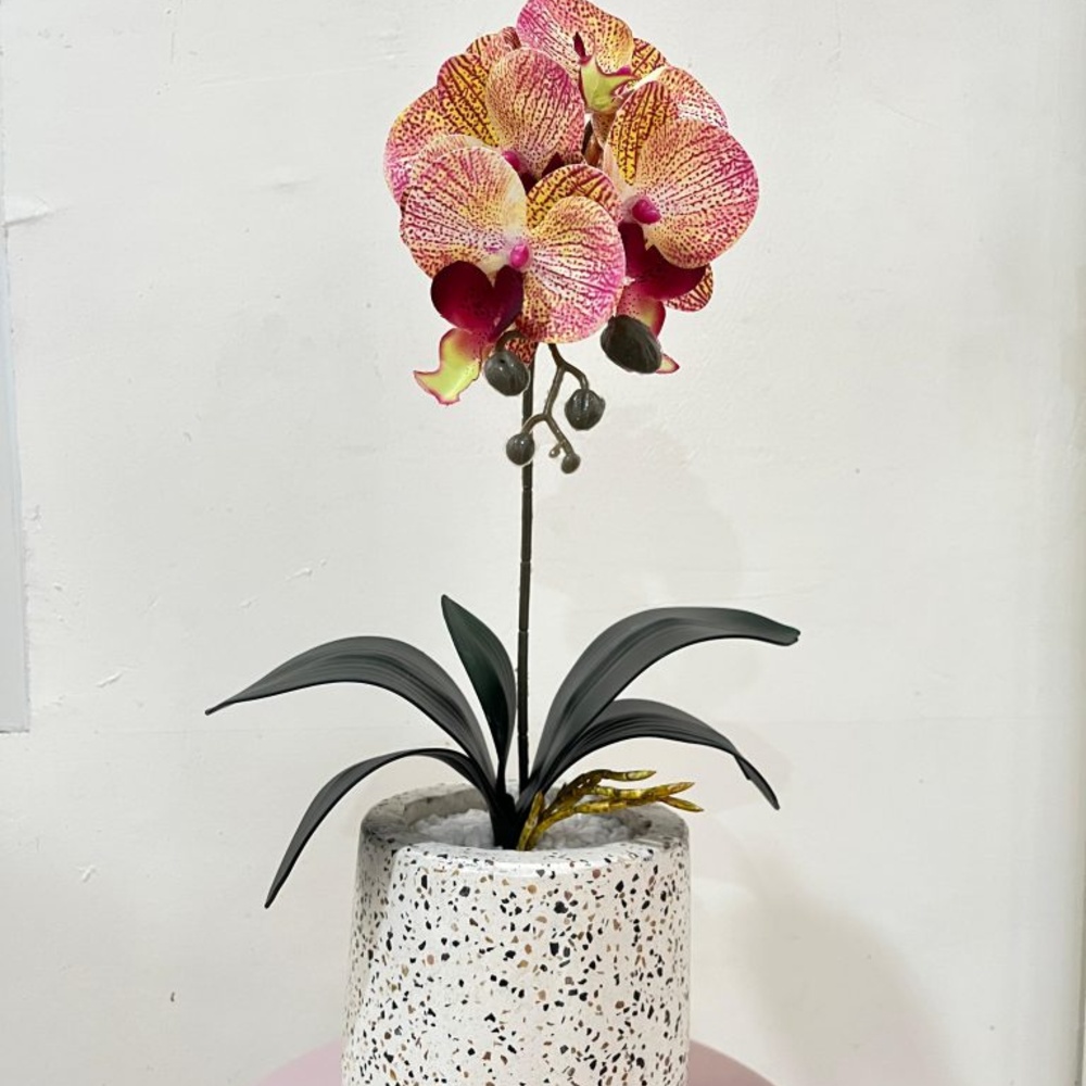 1 - Small Orchid